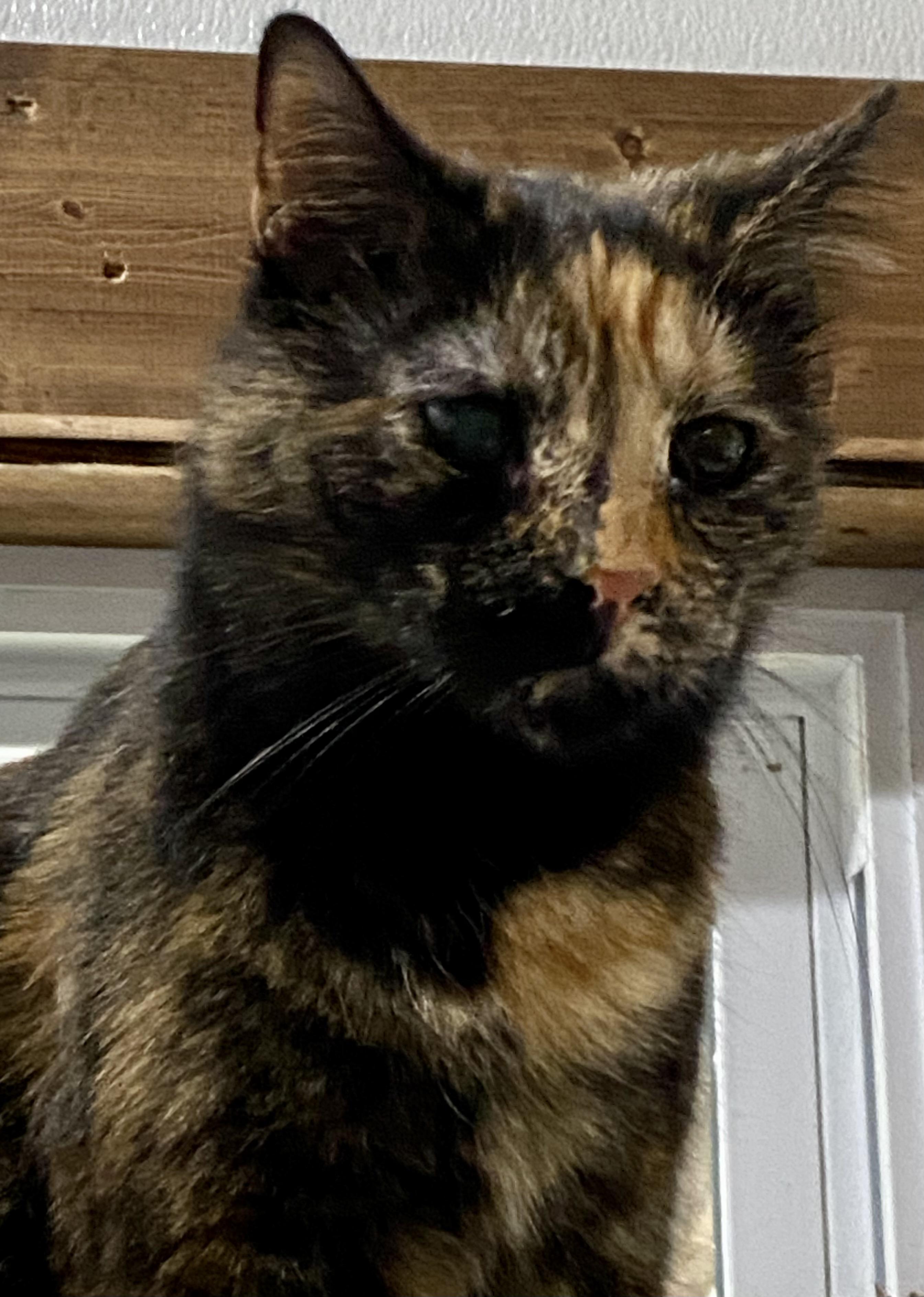 Miki, a Adoptable Tortoiseshell in Fredericksburg, OH image 3/3