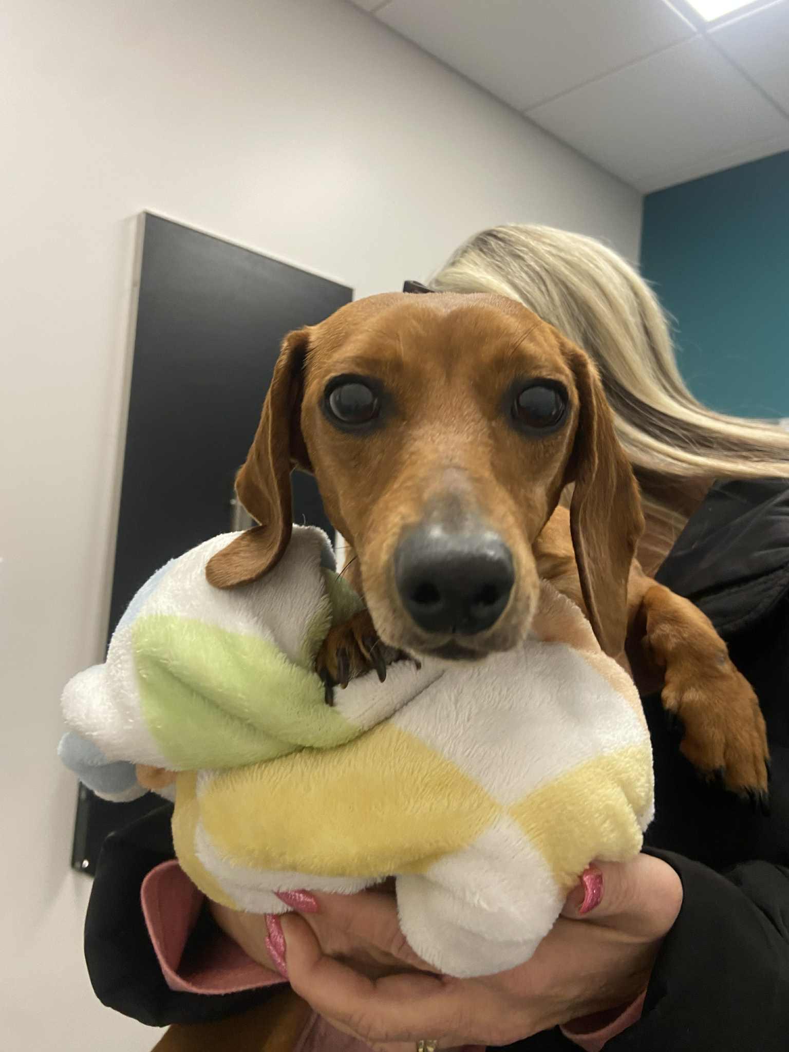 Enlarge Cookie5, a Adopted Dachshund in West Columbia, SC image 1/1