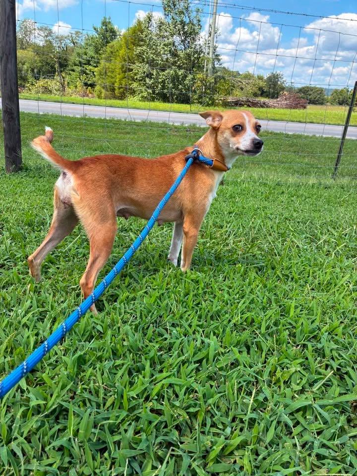 Enlarge Cinnamon, an adopted mixed breed in Munfordville, KY image 3/3