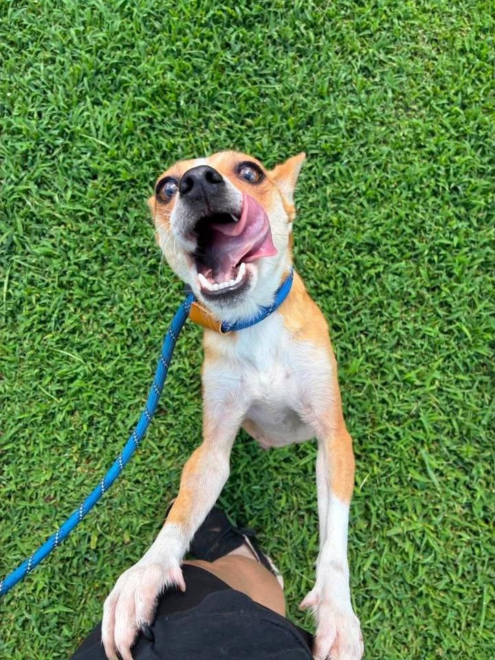 Enlarge Cinnamon, an adopted mixed breed in Munfordville, KY image 2/3