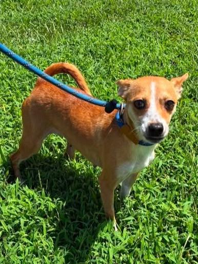 Cinnamon, adopted, Adult Female Chihuahua.