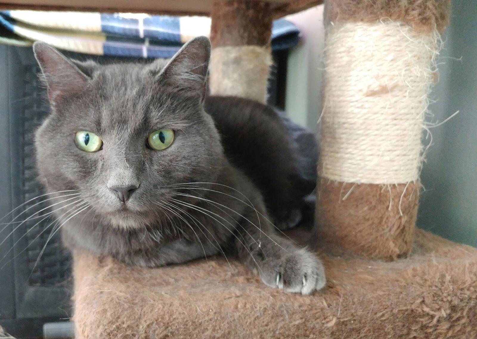 Toby, a Adoptable Domestic Short Hair in Penndel, PA image 3/6