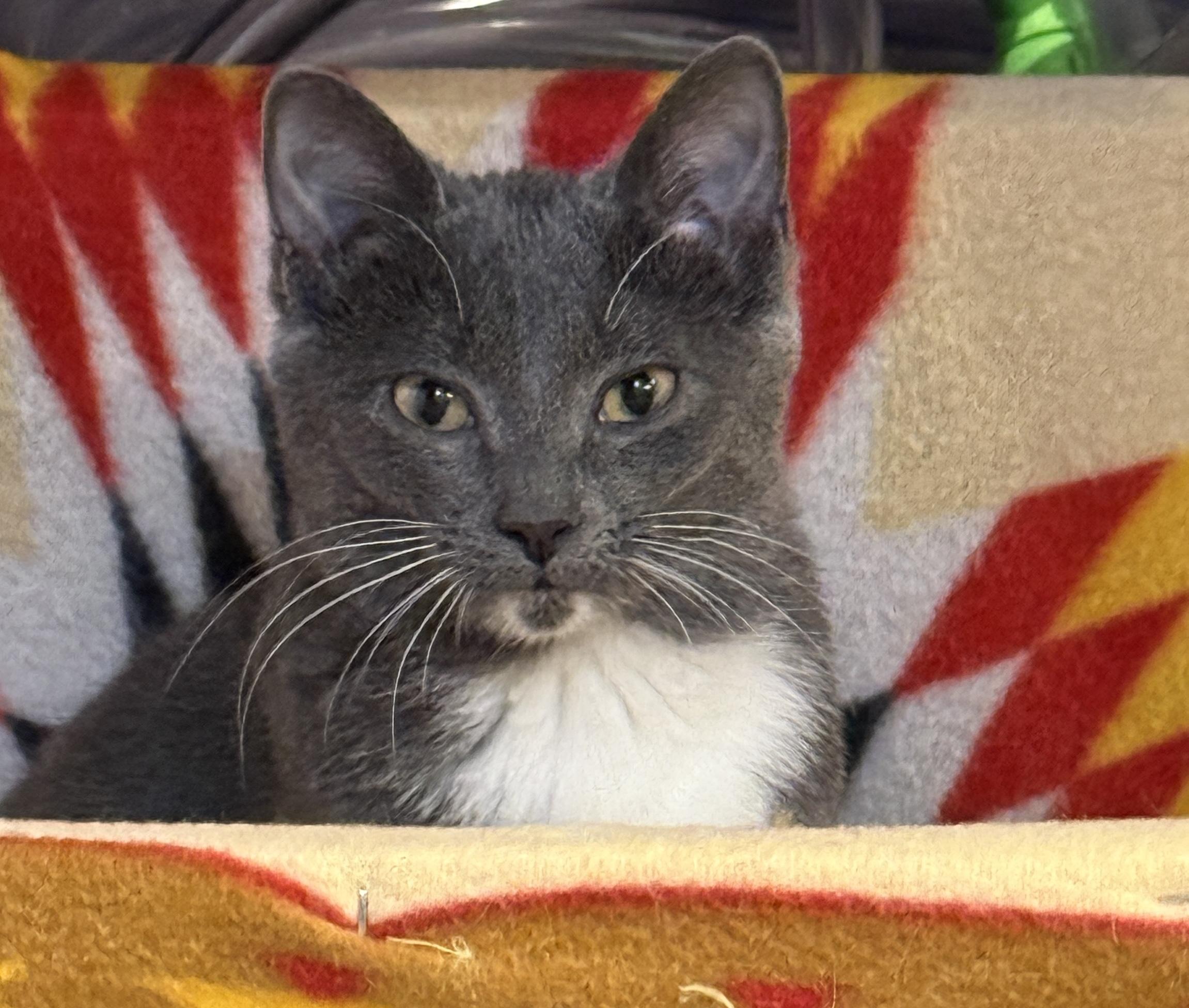 Enlarge Violet, a Adopted Domestic Short Hair in Schenectady, NY image 4/6