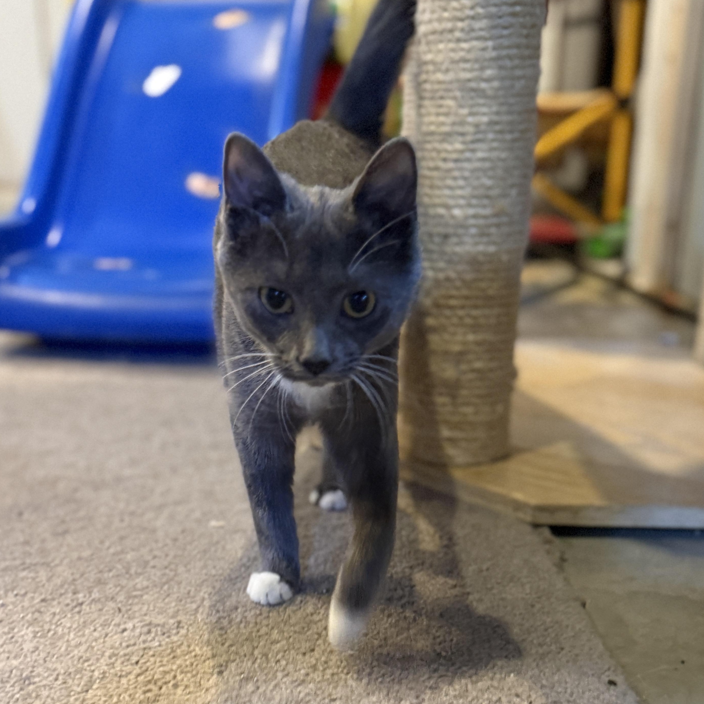 Enlarge Violet, a Adopted Domestic Short Hair in Schenectady, NY image 3/6