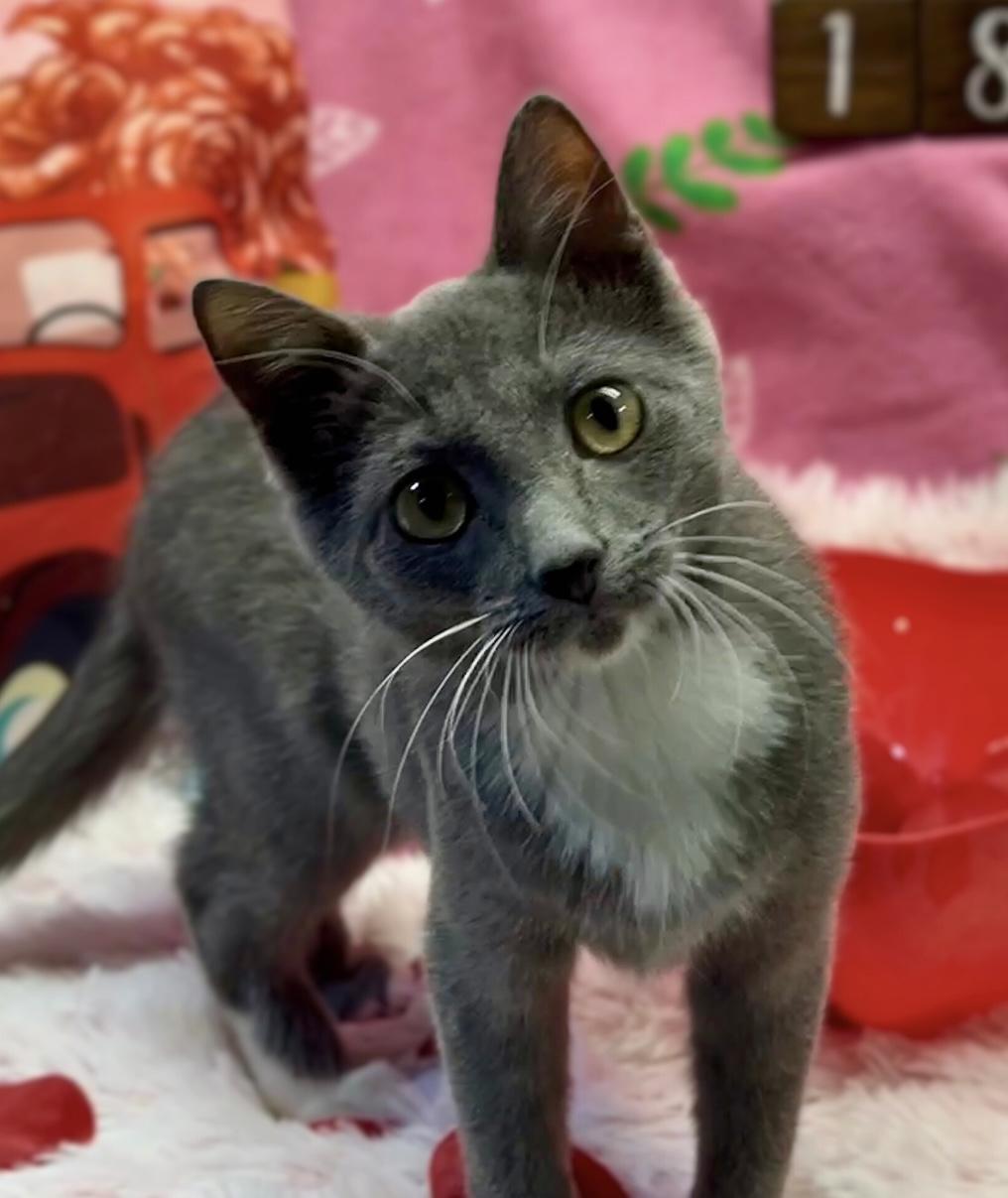 Enlarge Violet, a Adopted Domestic Short Hair in Schenectady, NY image 1/6