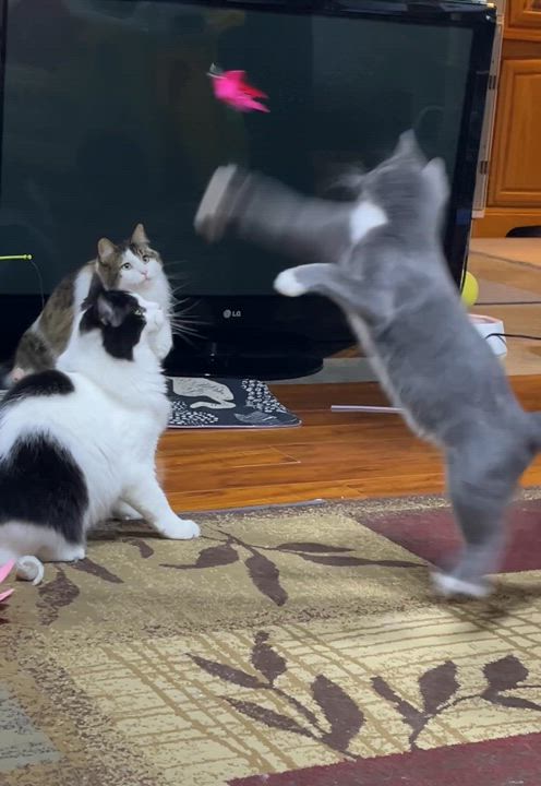 Enlarge Violet, a Adopted Domestic Short Hair in Schenectady, NY video 2/6