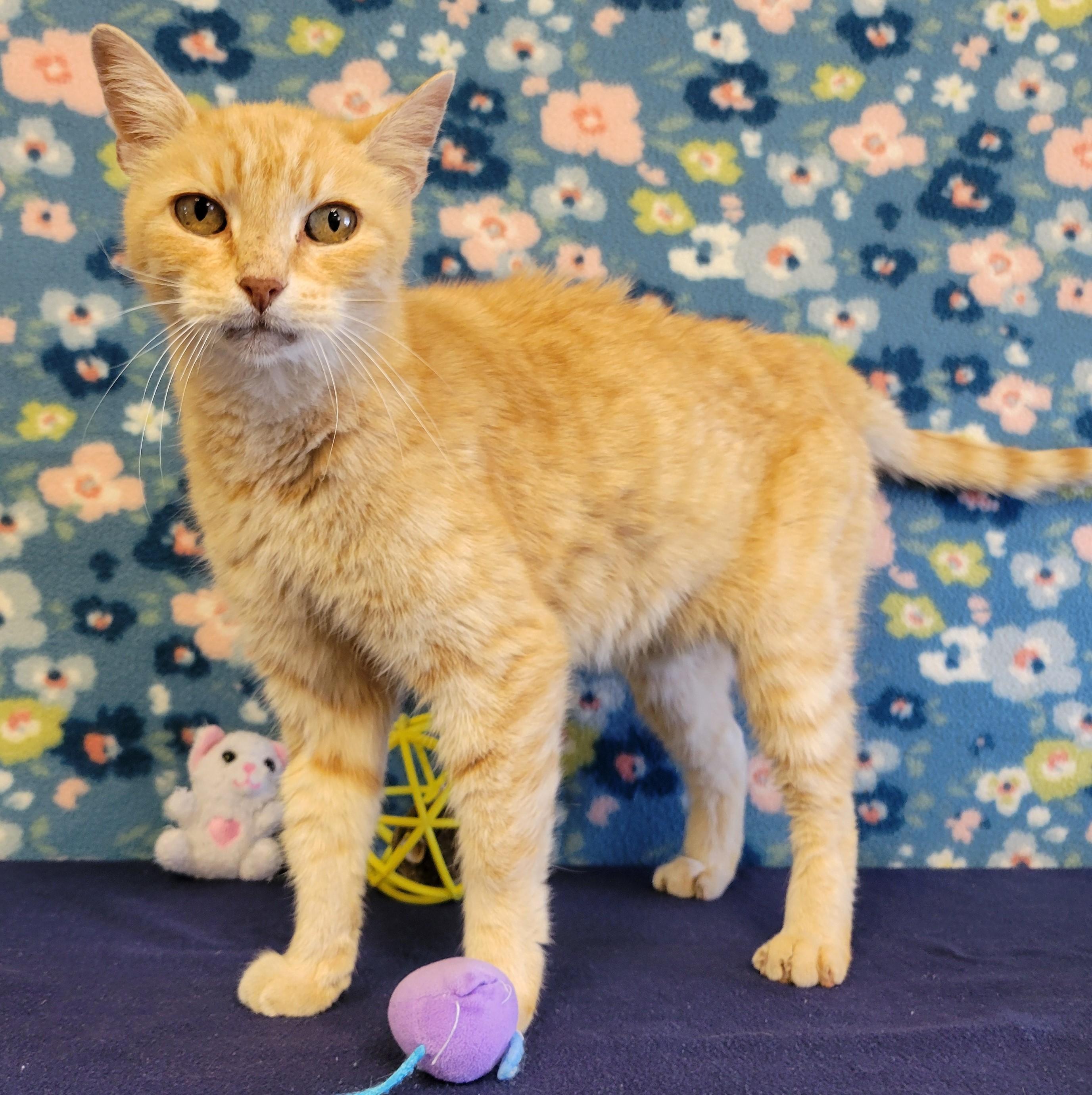 Enlarge Hammy, a Adoptable mixed breed in ALPINE, TX image 2/6