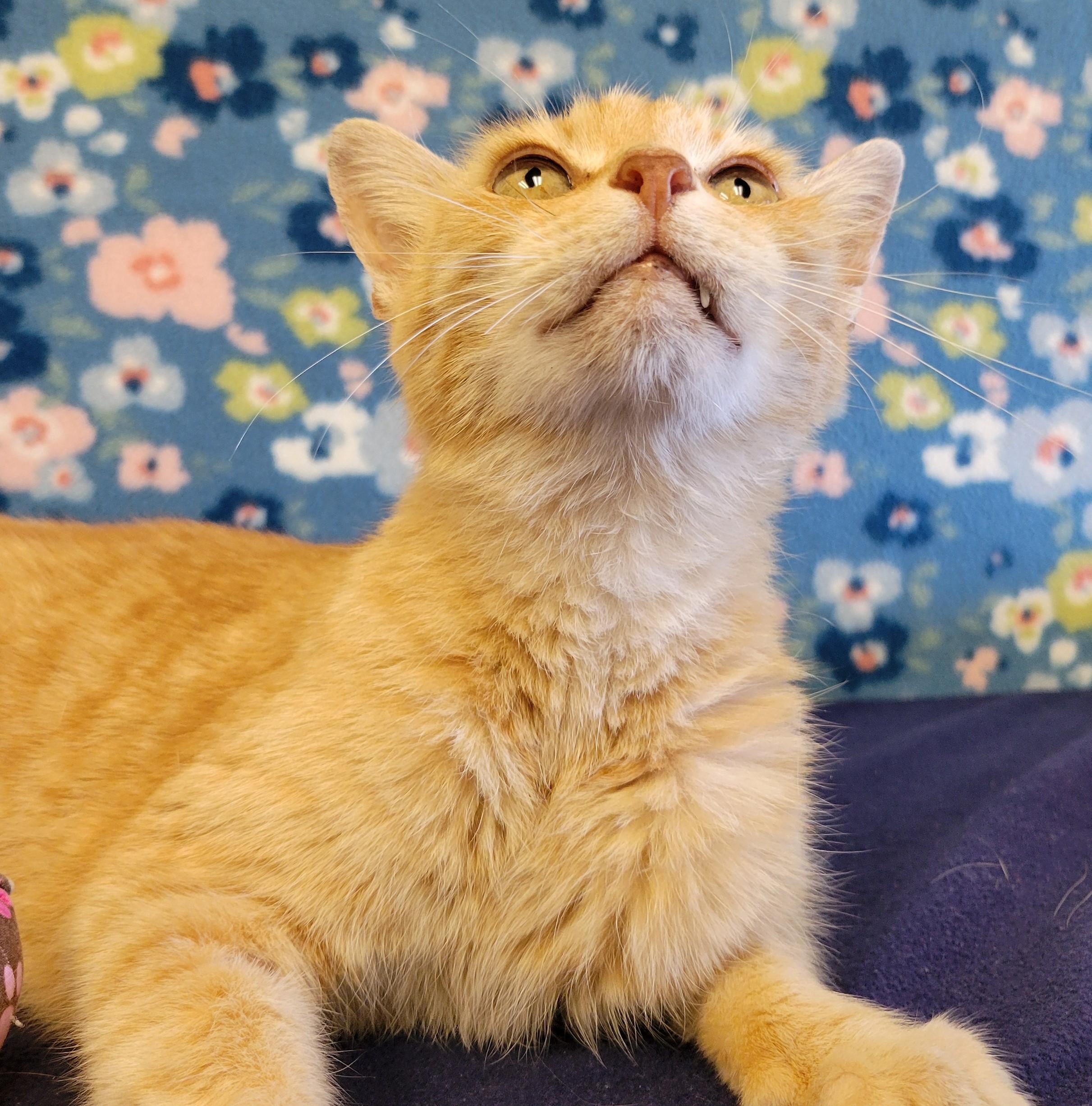 Enlarge Hammy, a Adoptable mixed breed in ALPINE, TX image 6/6
