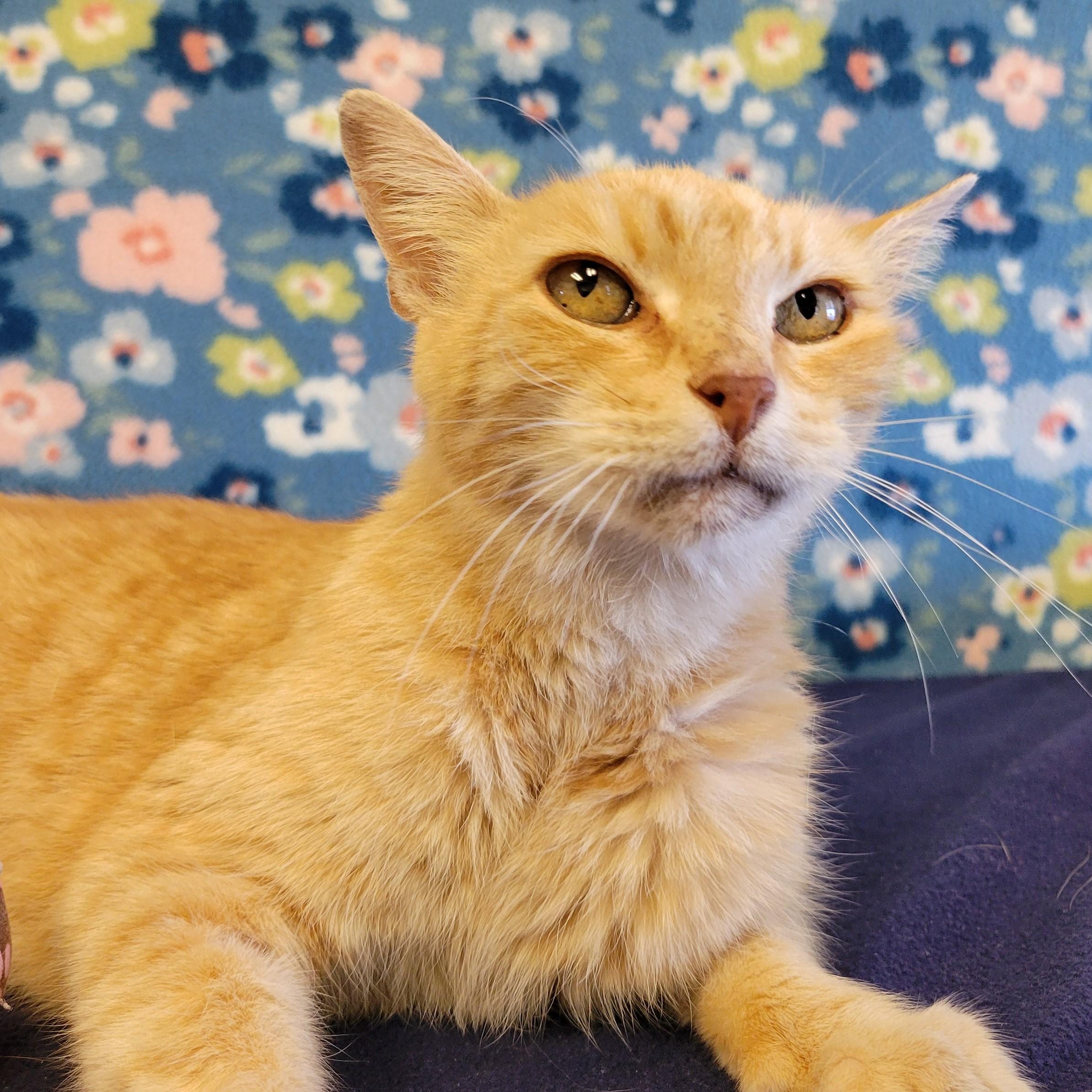 Enlarge Hammy, a Adoptable mixed breed in ALPINE, TX image 4/6