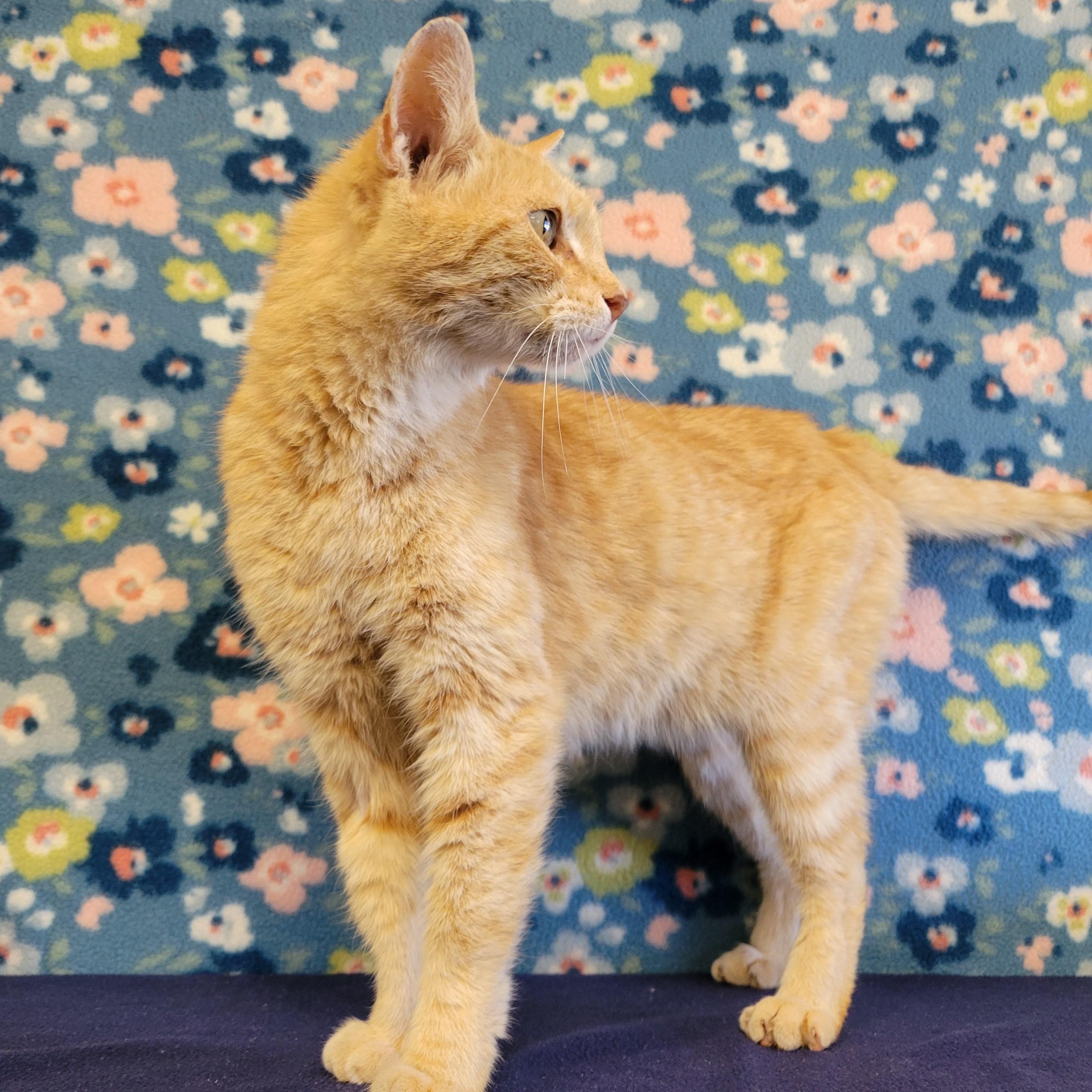 Enlarge Hammy, a Adoptable mixed breed in ALPINE, TX image 5/6