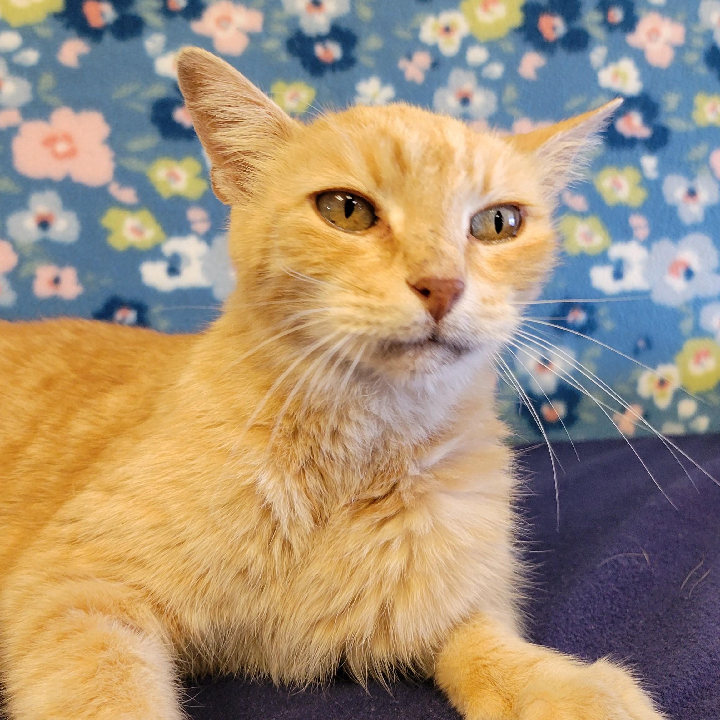 Enlarge Hammy, a Adoptable mixed breed in ALPINE, TX image 3/6