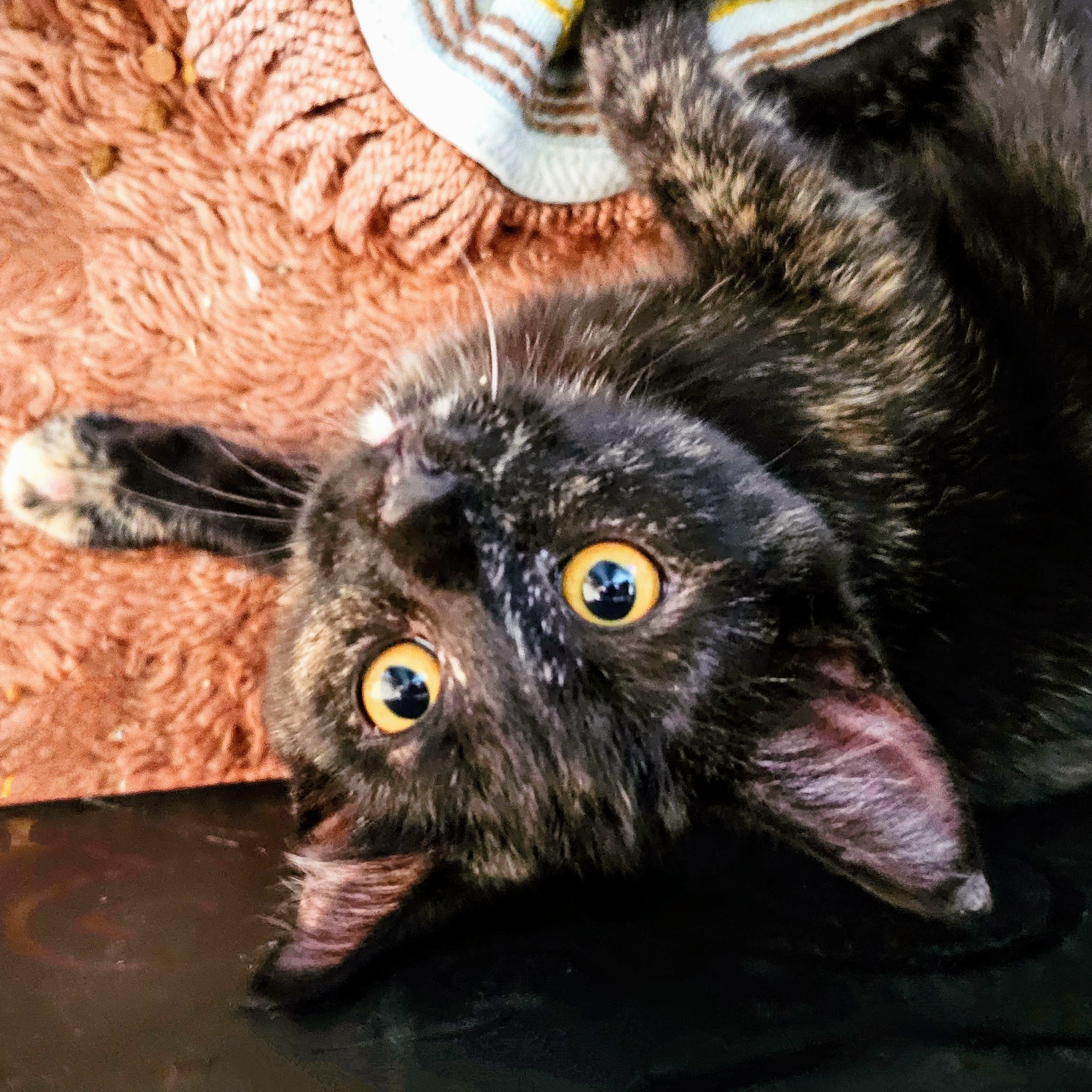 Enlarge Cocoapuff, a Adopted Tortoiseshell in Waverly, IA image 3/6