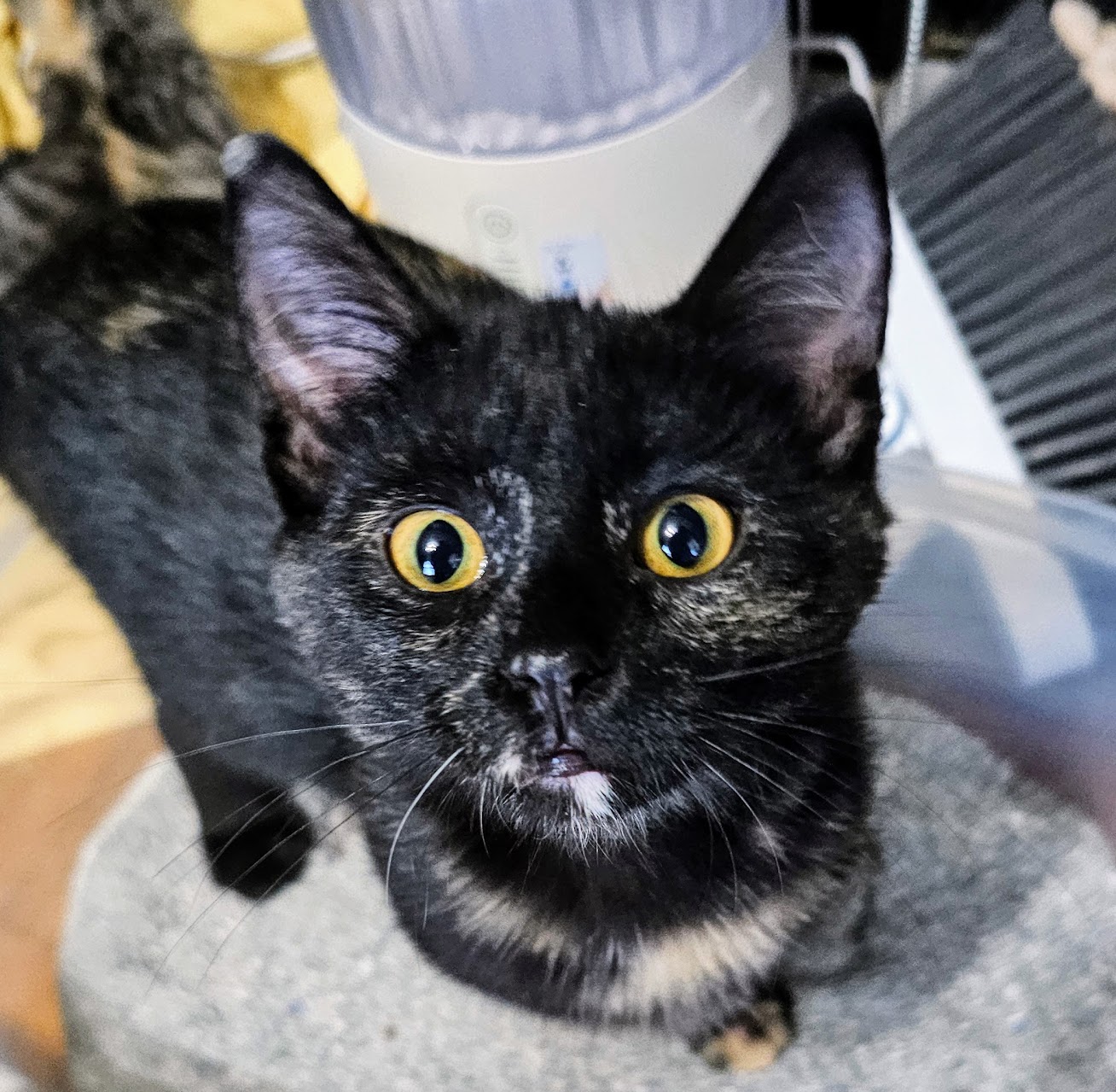 Cocoapuff, Adopted, Kitten Female Tortoiseshell.