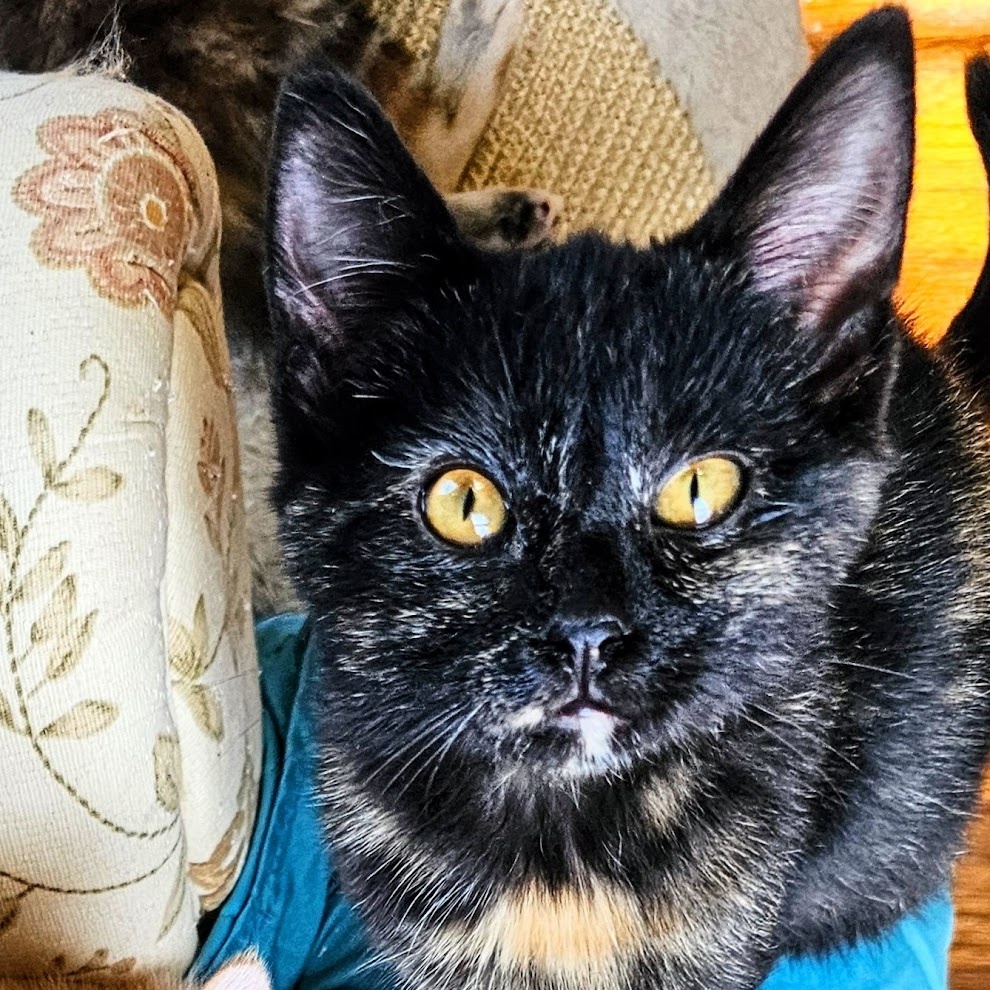 Enlarge Cocoapuff, a Adopted Tortoiseshell in Waverly, IA image 6/6