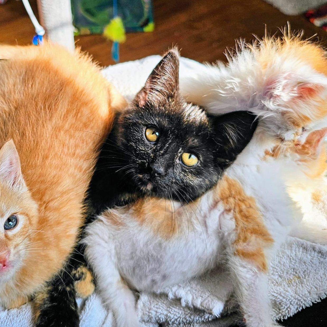 Enlarge Cocoapuff, a Adopted Tortoiseshell in Waverly, IA image 2/6
