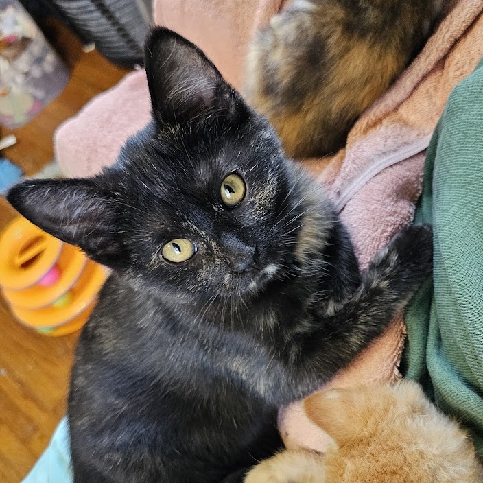 Enlarge Cocoapuff, a Adopted Tortoiseshell in Waverly, IA image 5/6