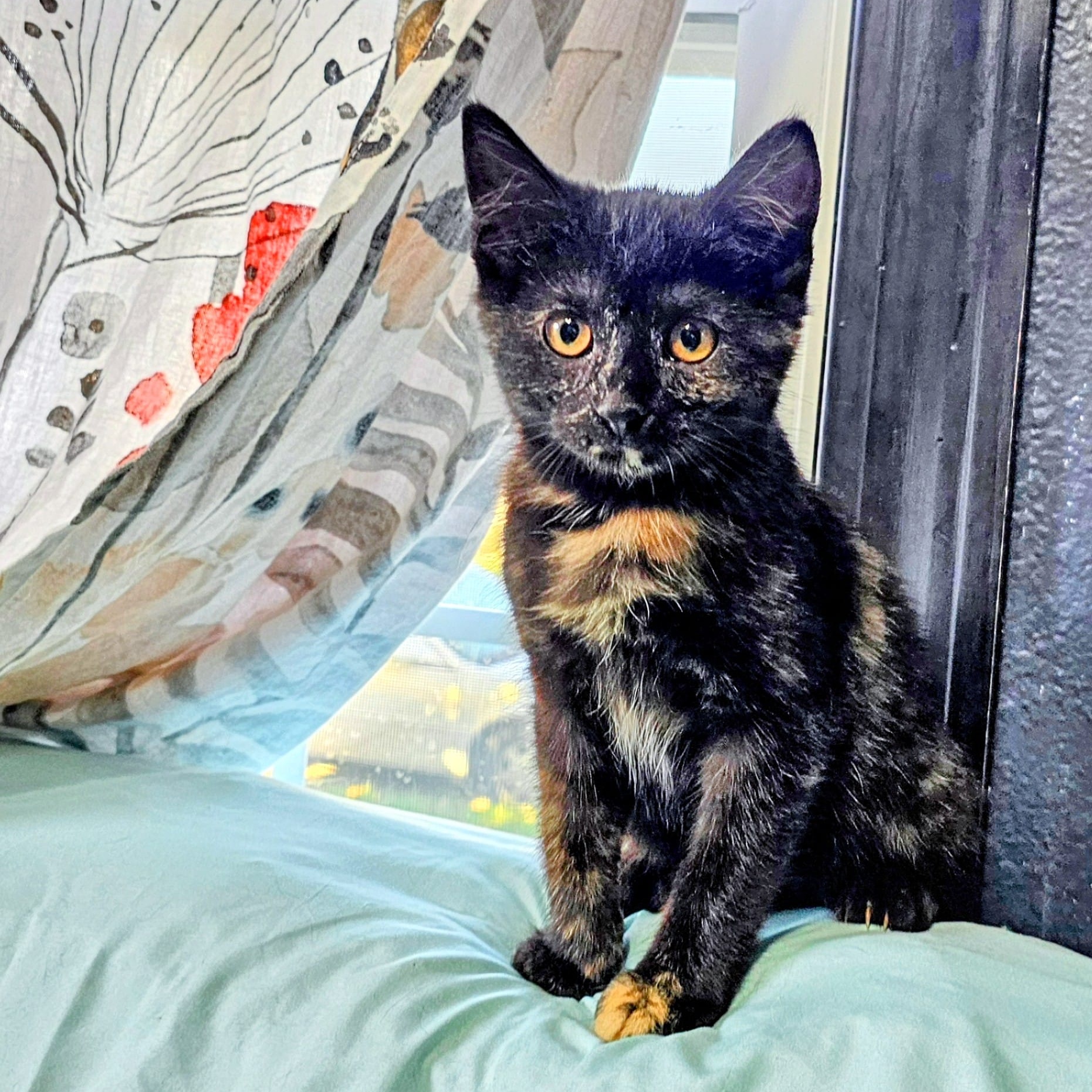 Enlarge Cocoapuff, a Adopted Tortoiseshell in Waverly, IA image 4/6