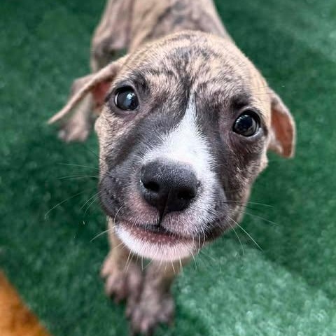 Hurley, Adoptable, Puppy Female Boxer & Labrador Retriever.