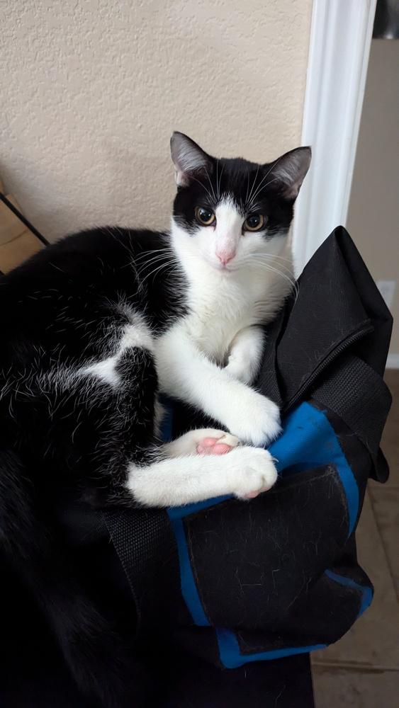 Sophie W, a Adoptable mixed breed in Dallas, TX image 1/6