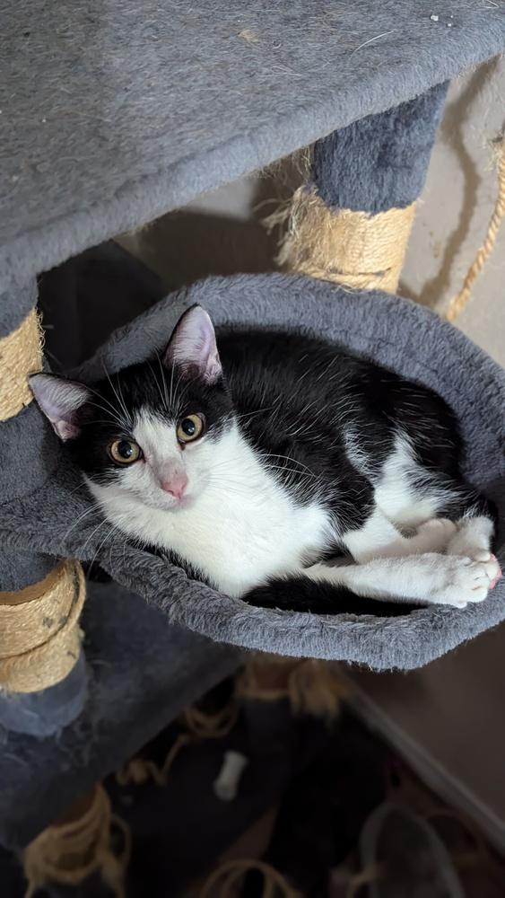 Sophie W, a Adoptable mixed breed in Dallas, TX image 3/6