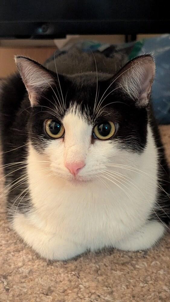 Sophie W, a Adoptable mixed breed in Dallas, TX image 4/6