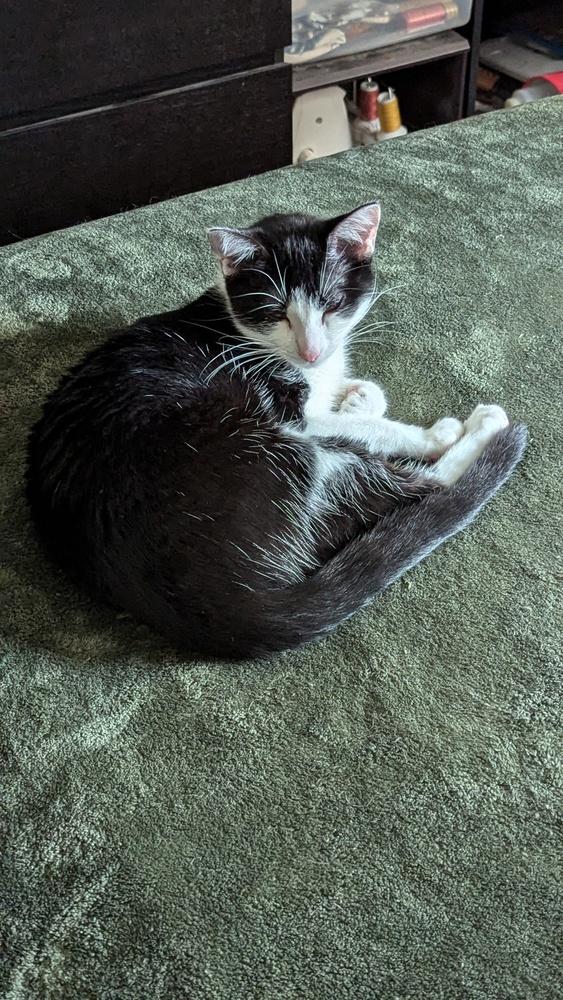 Sophie W, a Adoptable mixed breed in Dallas, TX image 5/6