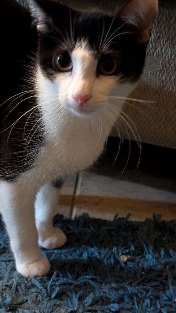 Sophie W, a Adoptable mixed breed in Dallas, TX image 6/6