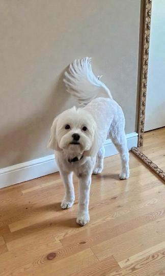 Bunny, Adoptable, Adult Female Shih Tzu & Maltese.