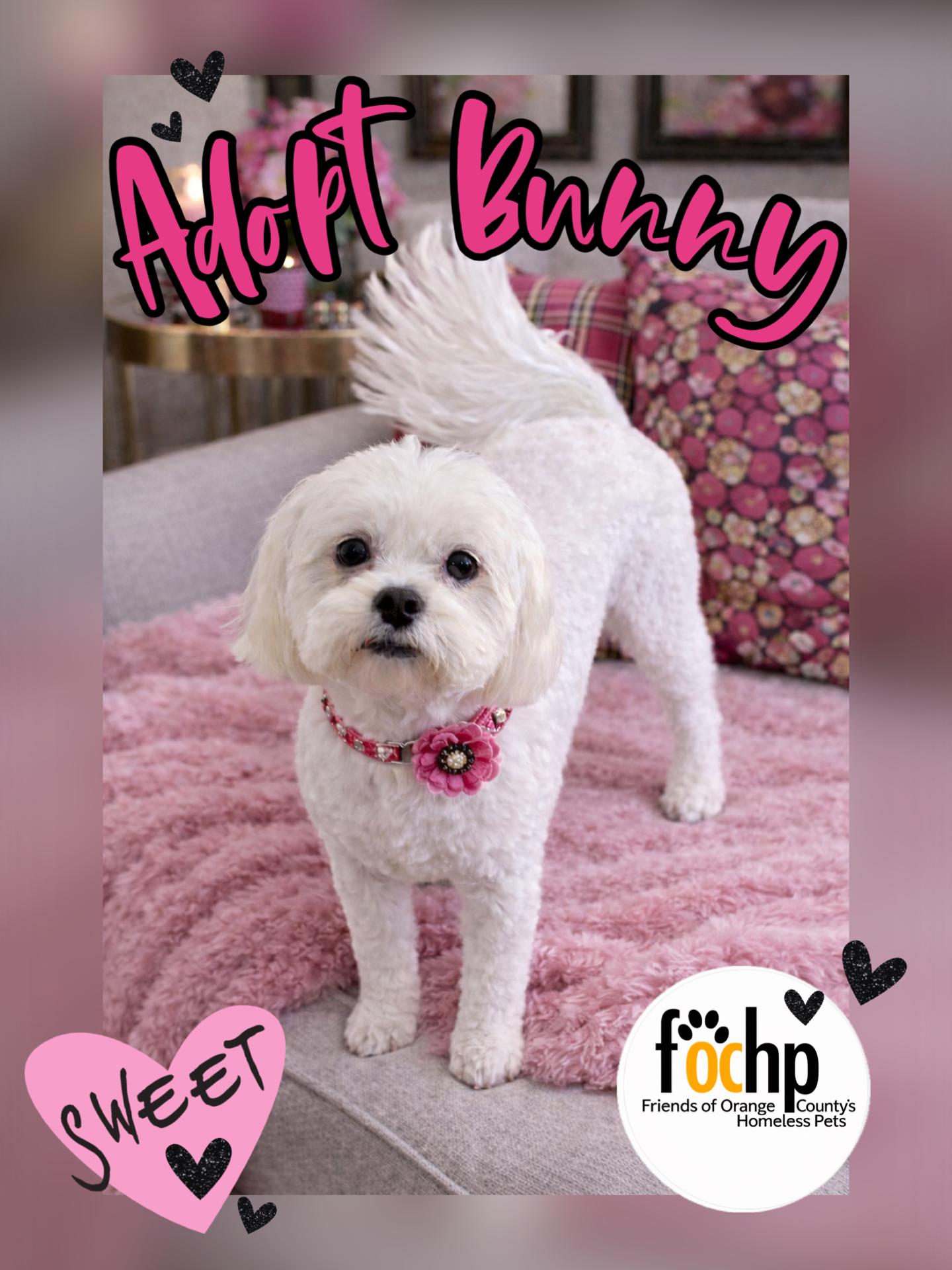 Enlarge Bunny, a Adoptable mixed breed in Orange, CA image 1/2