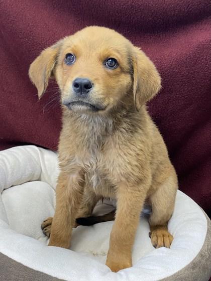 Farfalle, a Adopted mixed breed in Bellingham, WA image 1/3