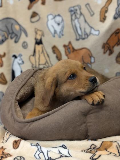 Farfalle, a Adopted mixed breed in Bellingham, WA image 2/3