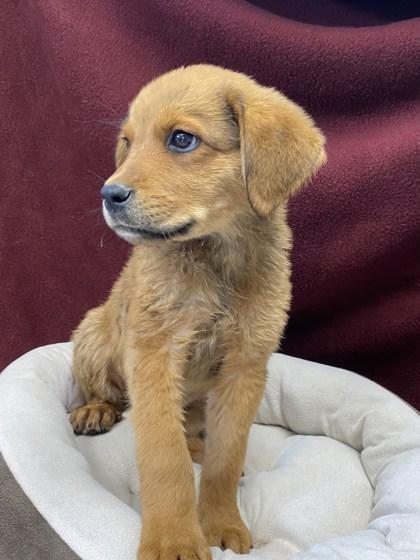 Farfalle, a Adopted mixed breed in Bellingham, WA image 3/3