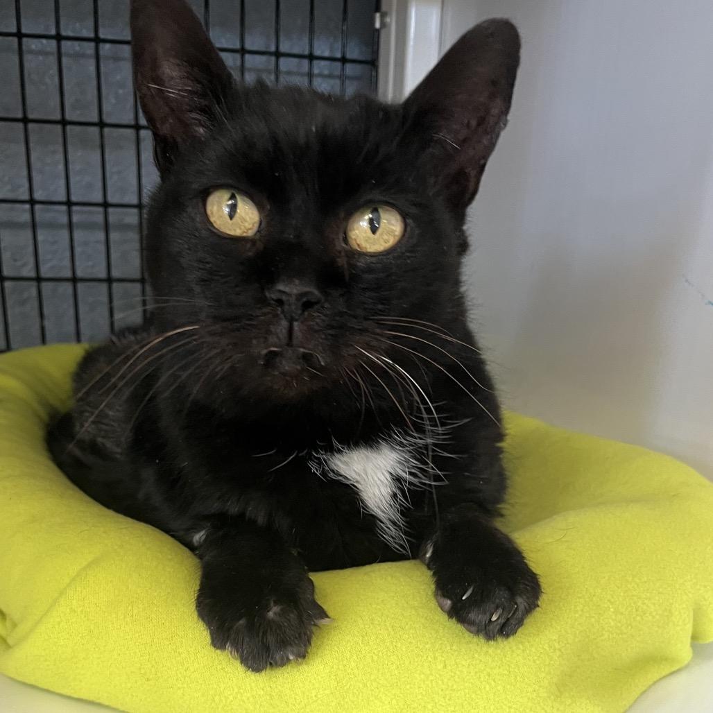 Enlarge Kayli, a Adoptable Domestic Long Hair in Ruckersville, VA image 2/2