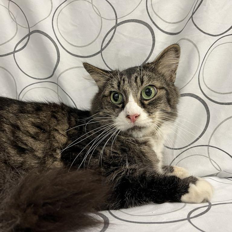 Fabrizio, Adoptable, Senior Male Domestic Medium Hair.