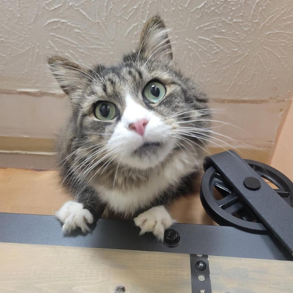 Enlarge Fabrizio, a Adoptable Domestic Medium Hair in Harrisonburg, VA image 2/6