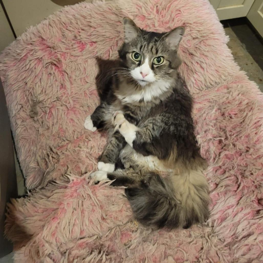 Enlarge Fabrizio, a Adoptable Domestic Medium Hair in Harrisonburg, VA image 2/5