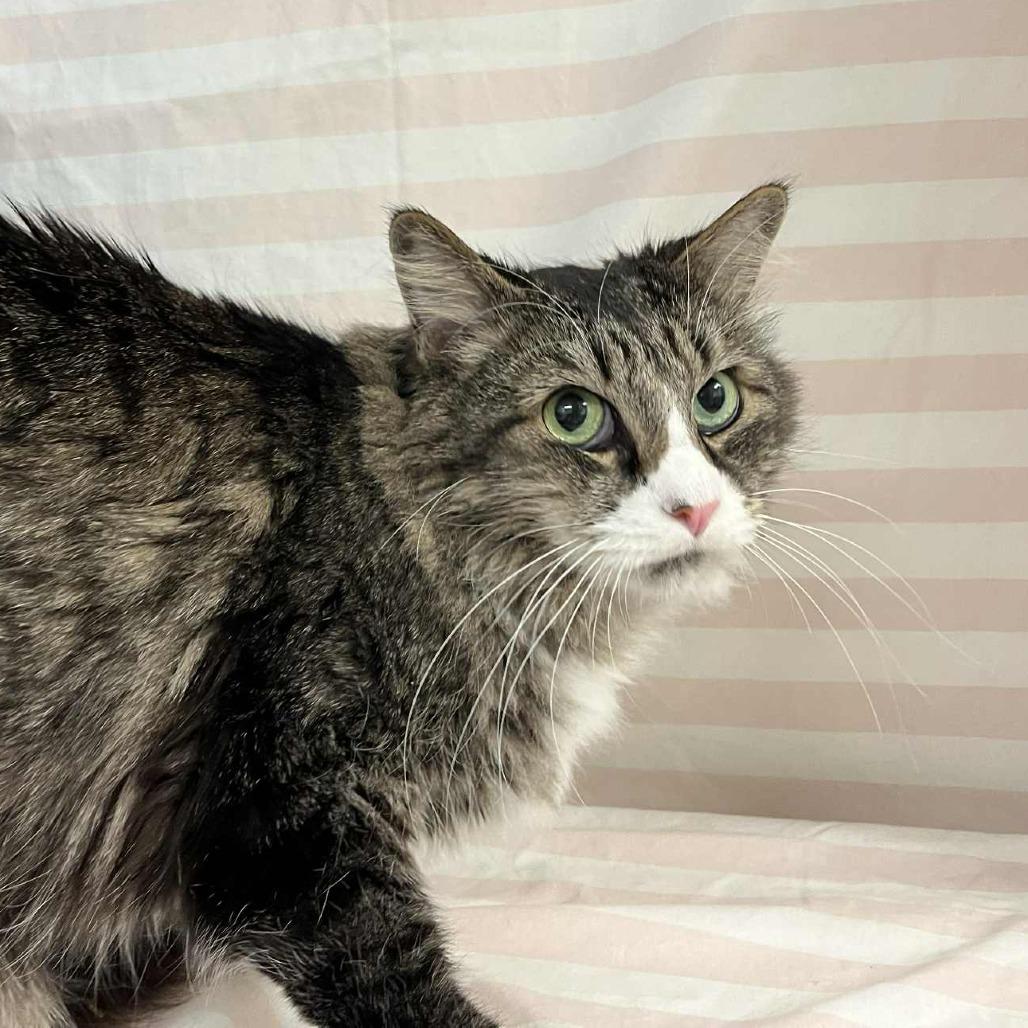 Enlarge Fabrizio, a Adoptable Domestic Medium Hair in Harrisonburg, VA image 3/5