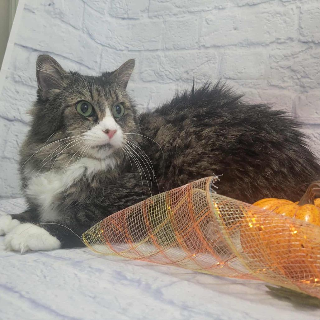 Enlarge Fabrizio, a Adoptable Domestic Medium Hair in Harrisonburg, VA image 5/5