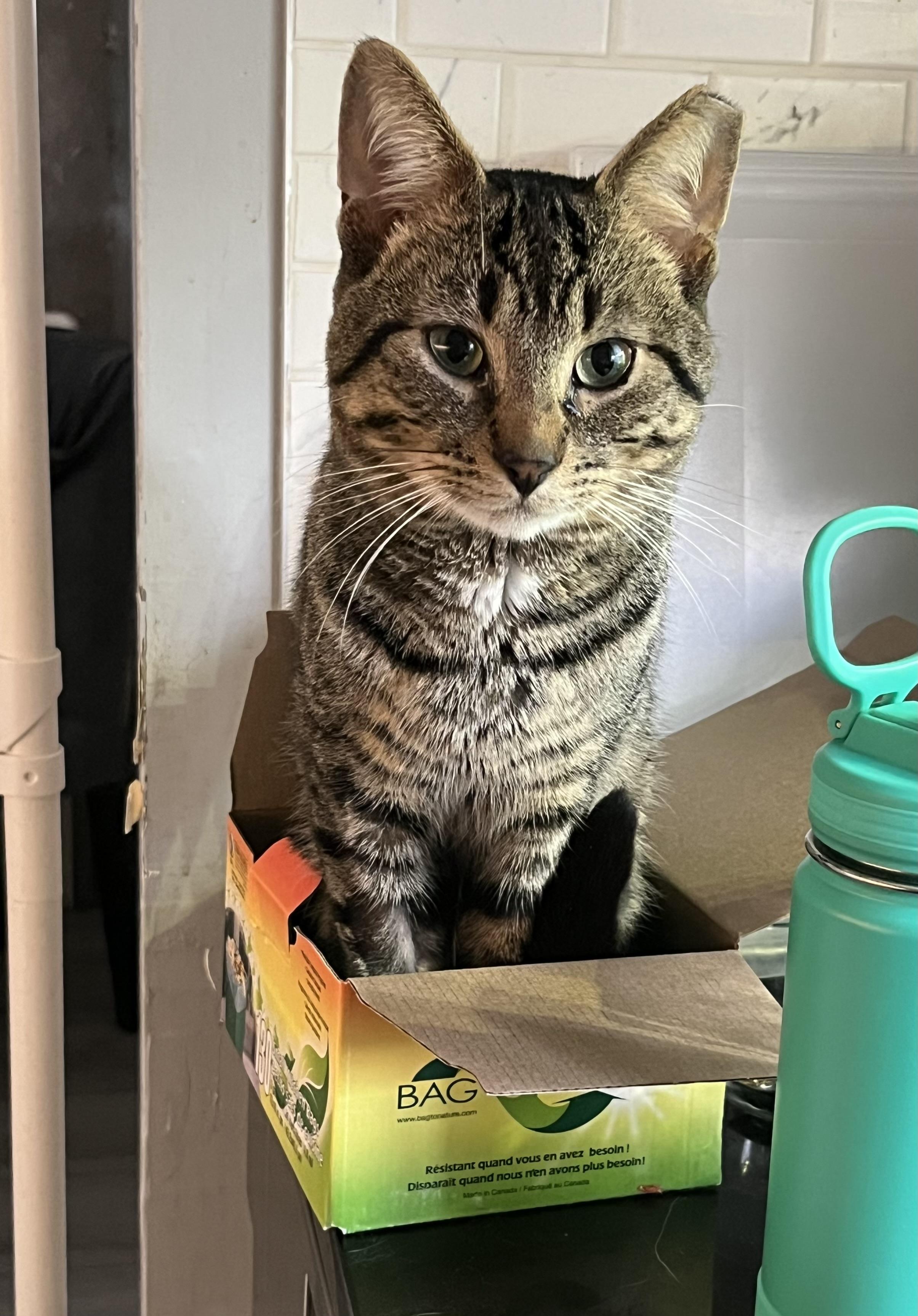 Enlarge Pinecone, a Adopted Domestic Short Hair in Toronto, ON image 1/4
