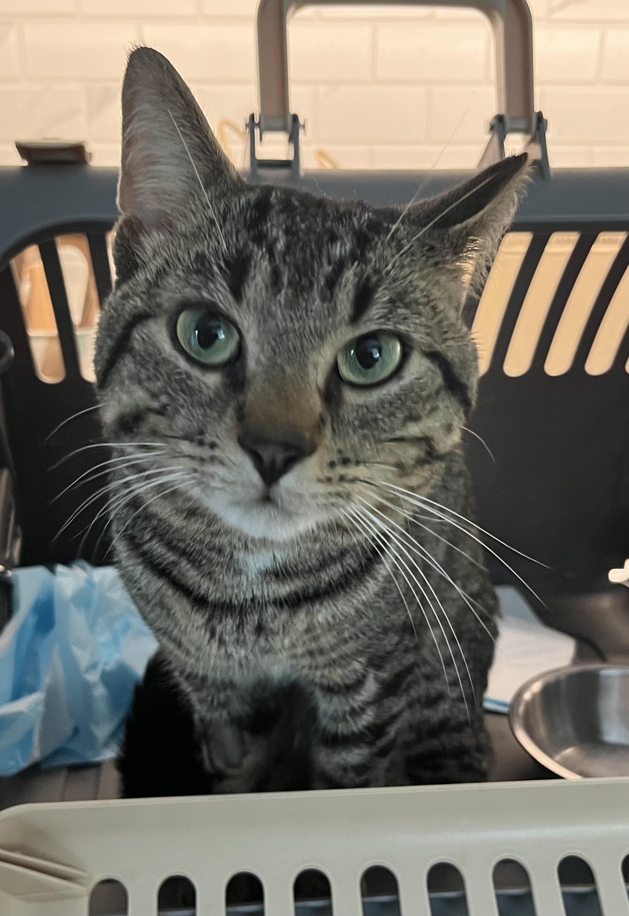 Enlarge Pinecone, a Adopted Domestic Short Hair in Toronto, ON image 4/4