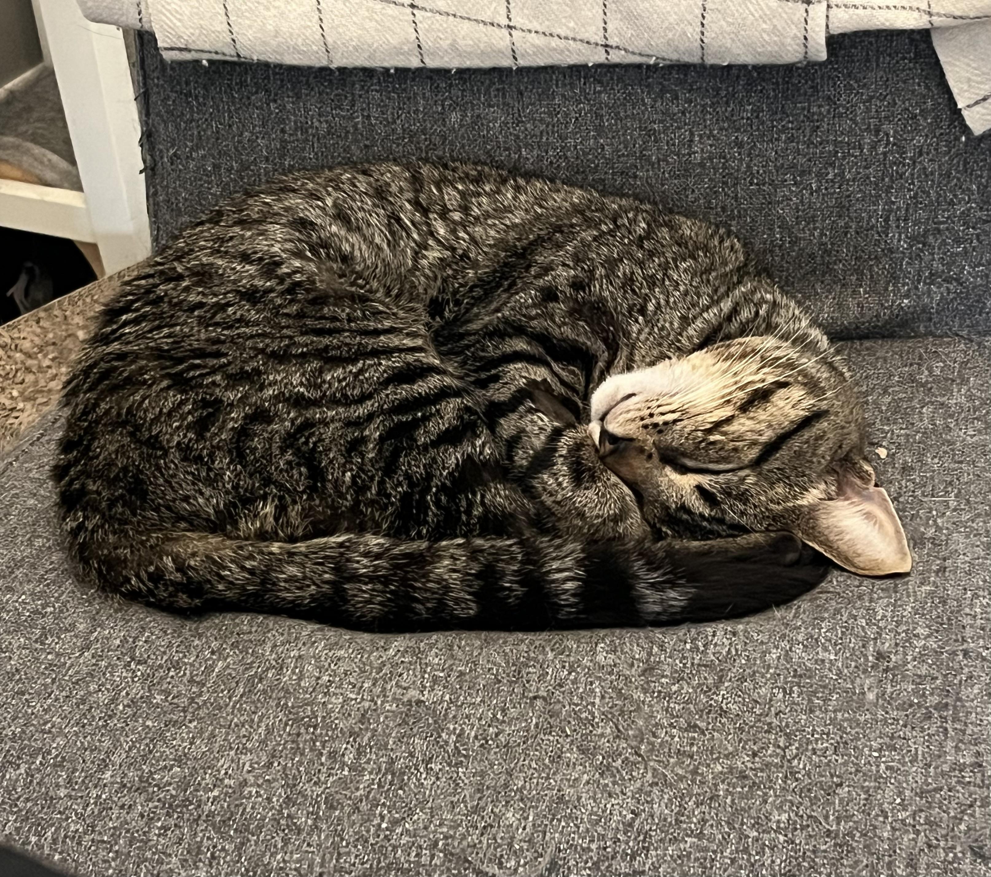 Enlarge Pinecone, a Adopted Domestic Short Hair in Toronto, ON image 3/4
