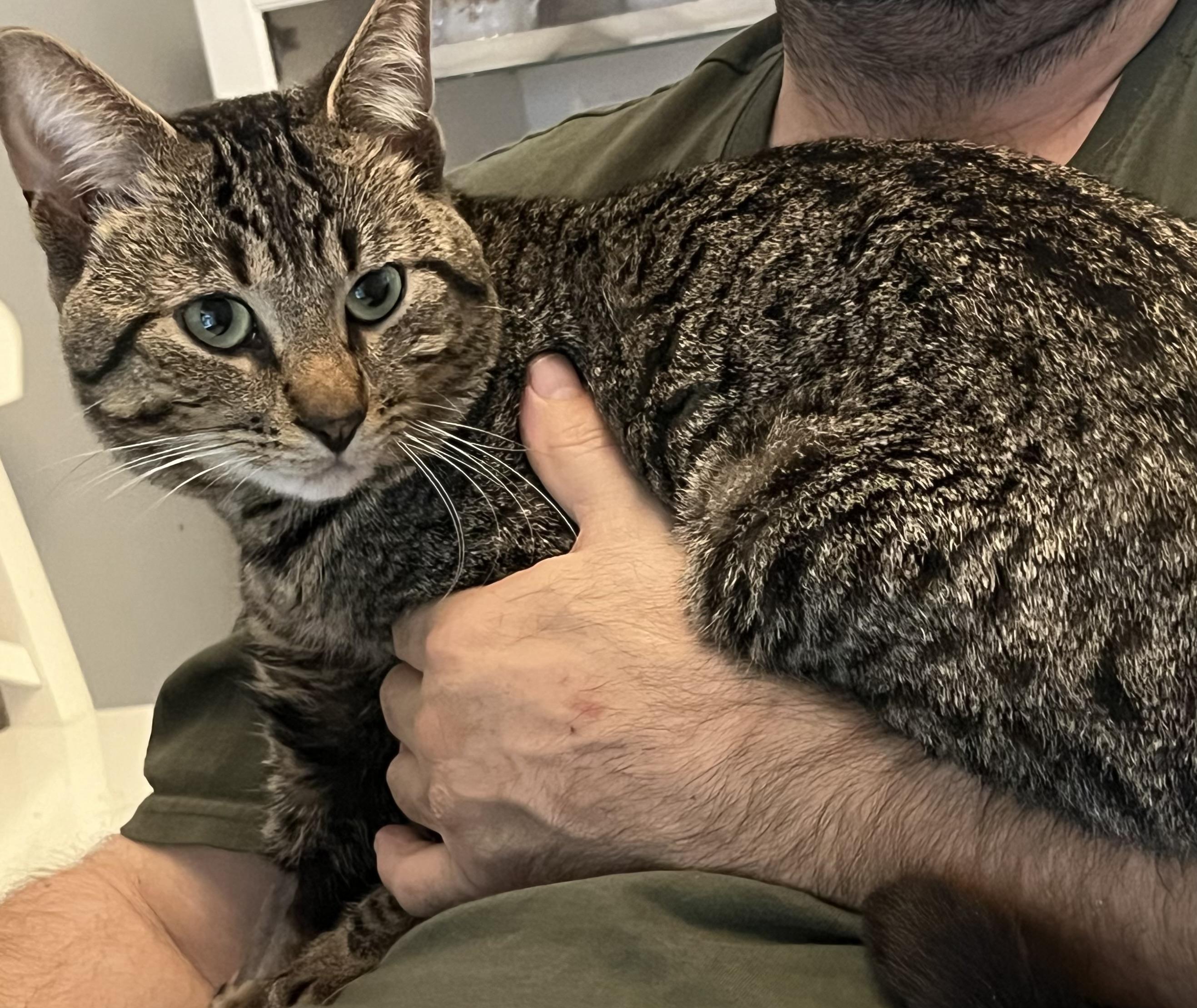 Enlarge Pinecone, a Adopted Domestic Short Hair in Toronto, ON image 2/4