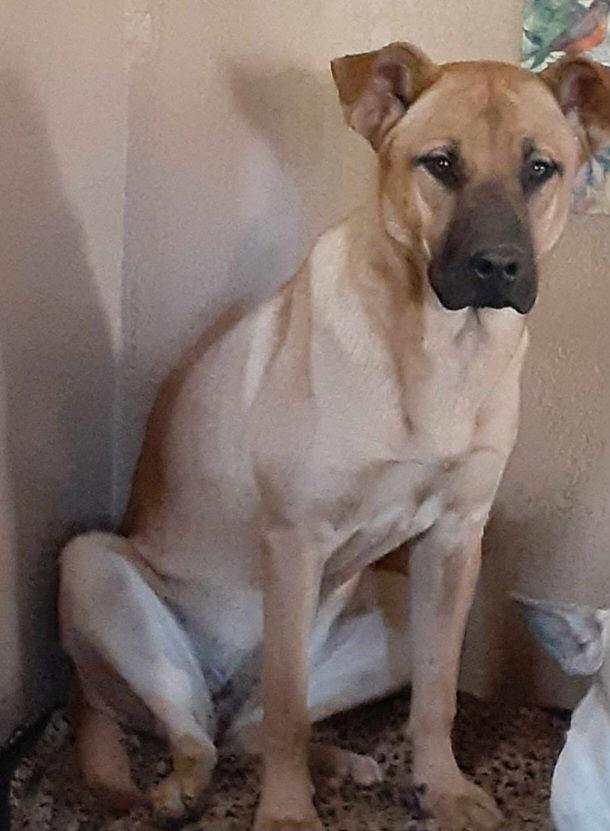 Enlarge Lexi, a Adoptable Labrador Retriever in Mentone, CA image 1/2