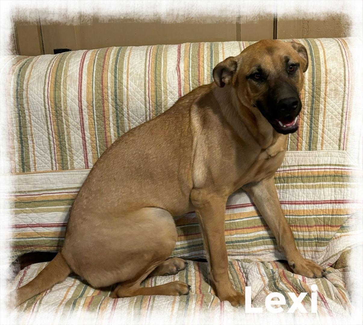Enlarge Lexi, a Adoptable Labrador Retriever in Mentone, CA image 2/2