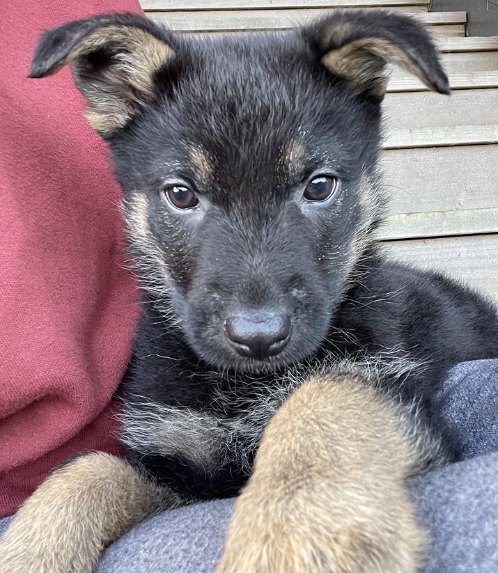 Puppy Tiny Tina, a Adoptable German Shepherd Dog in Fulton, CA image 1/5