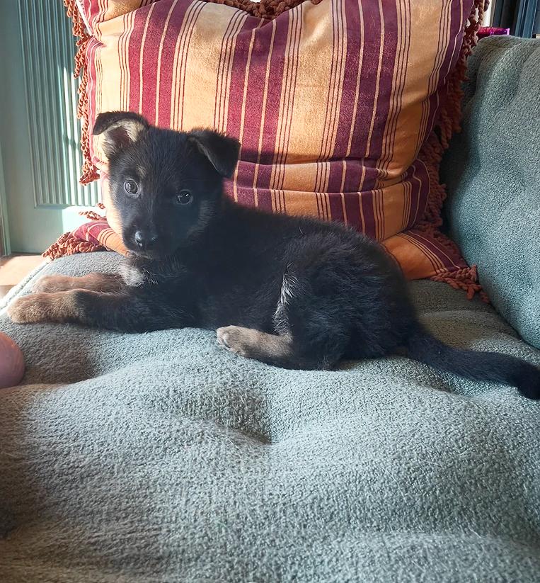 Puppy Tiny Tina, a Adoptable German Shepherd Dog in Fulton, CA image 2/5