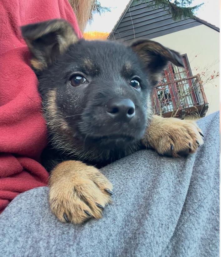 Puppy Tiny Tina, a Adoptable German Shepherd Dog in Fulton, CA image 3/5