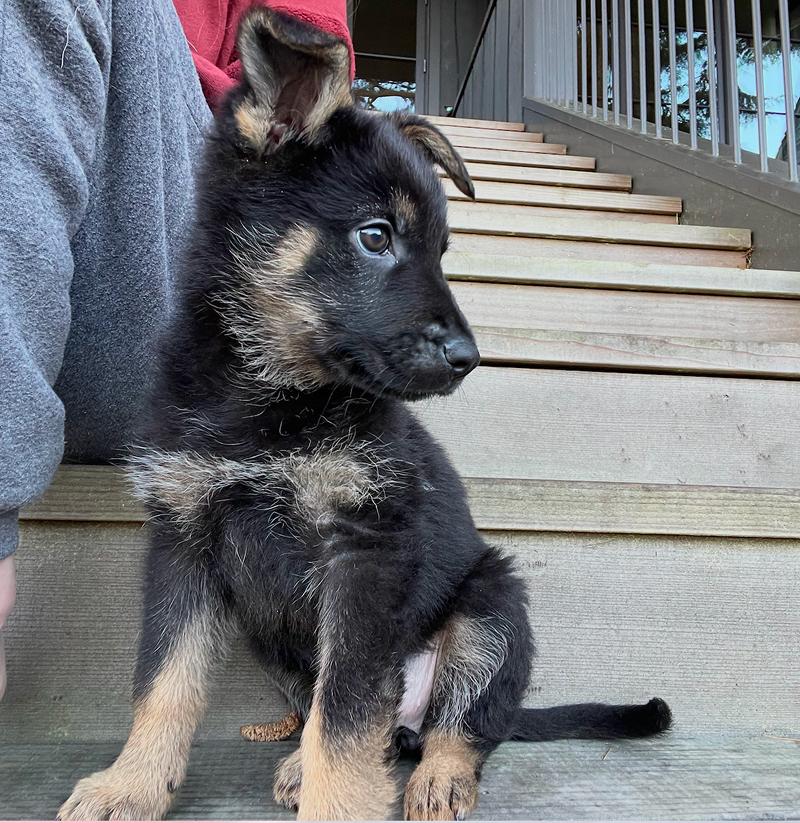 Puppy Tiny Tina, a Adoptable German Shepherd Dog in Fulton, CA image 4/5