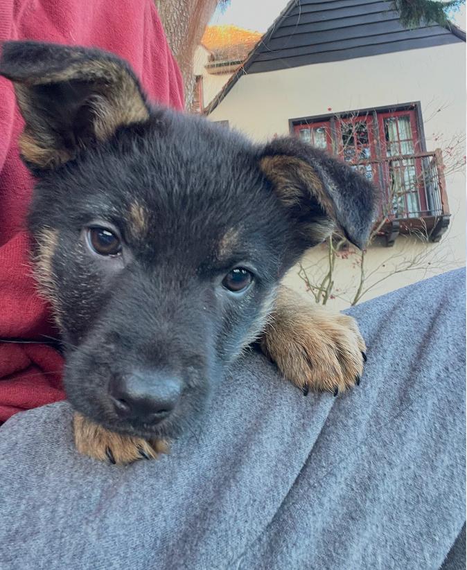 Puppy Tiny Tina, a Adoptable German Shepherd Dog in Fulton, CA image 5/5