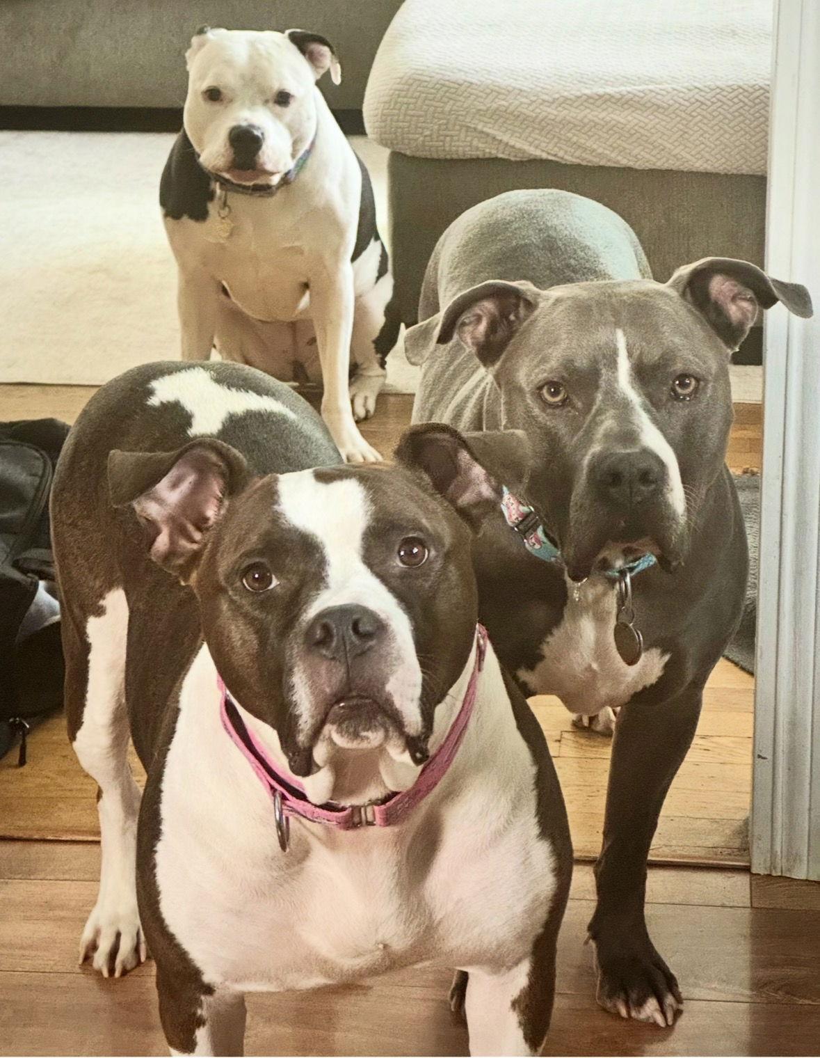 Patsy, Adoptable, Adult Female Boxer & American Bulldog.